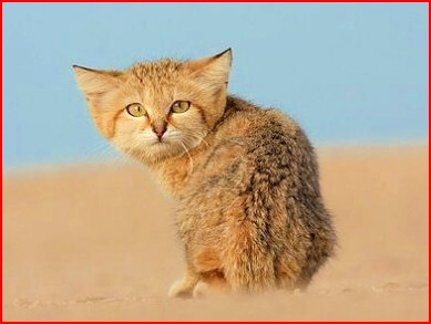 사막고양이