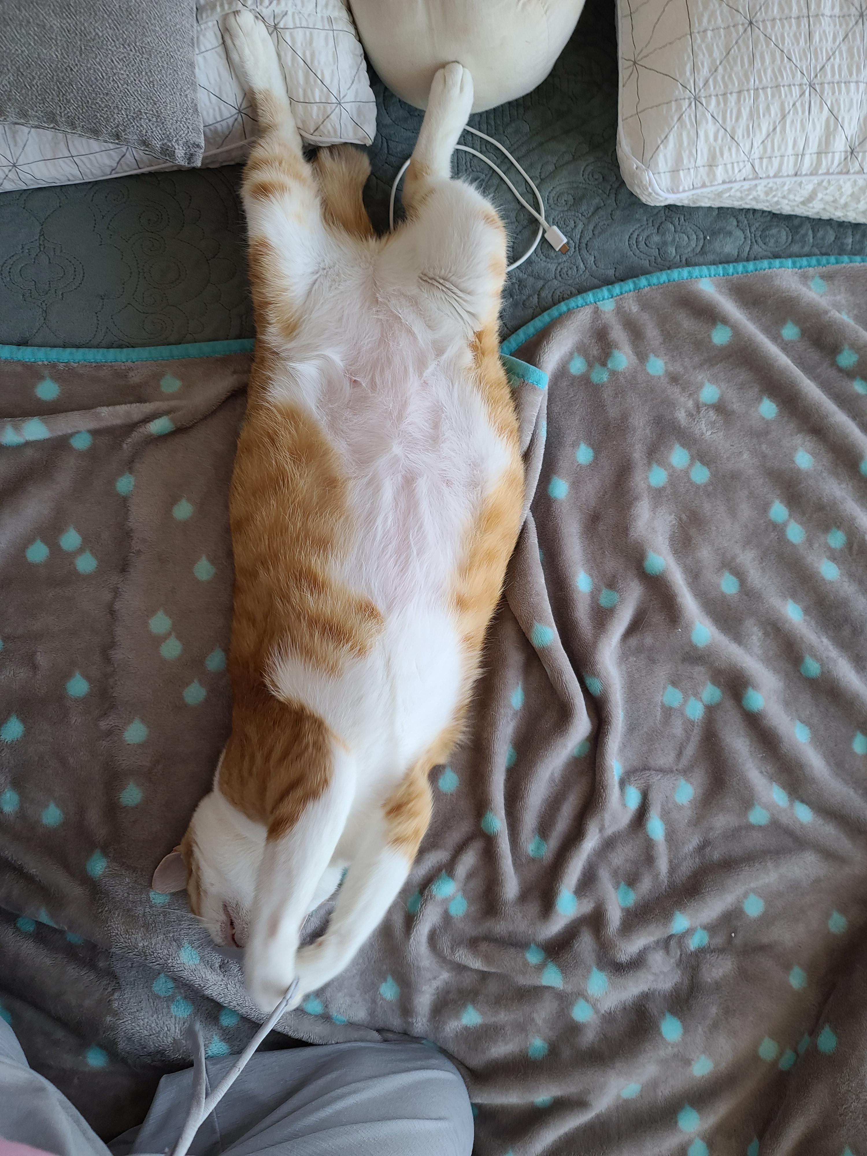 고양이의 여우짓 ㅋㅋㅋ 고양이 애교. 집사얼굴을 그루밍 못하게 하는 이유.