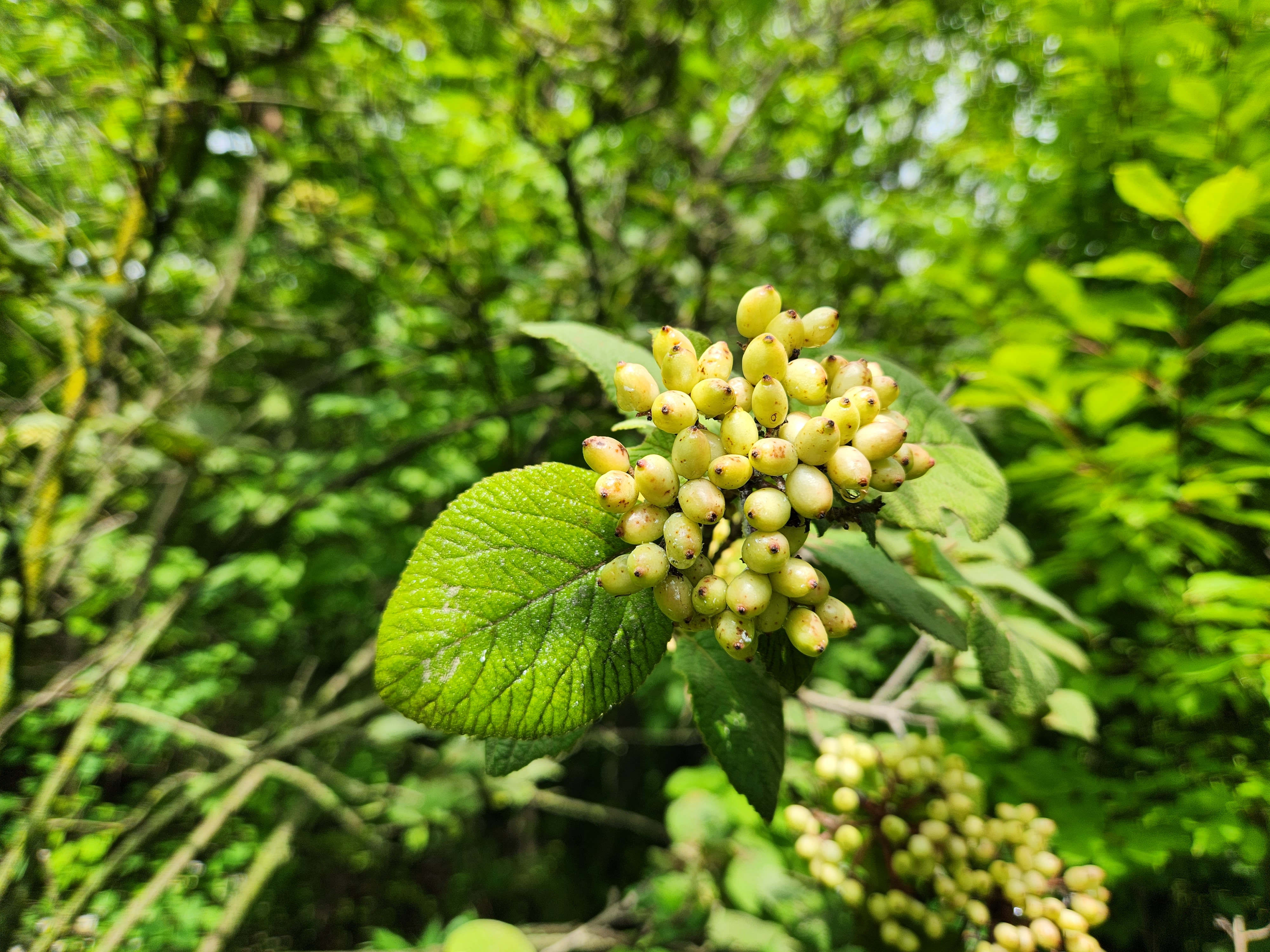 산분꽃나무