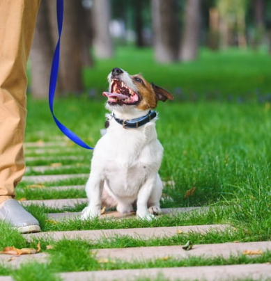 강아지 다리 경련 떨림 vs 발작 위험 이유 5가지와 관리법