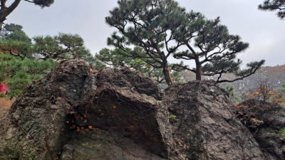 단풍명소_화담숲_소나무정원