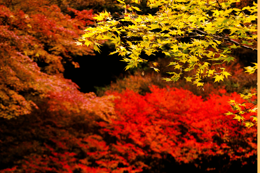 한국의 사계절 수목원과 식물원