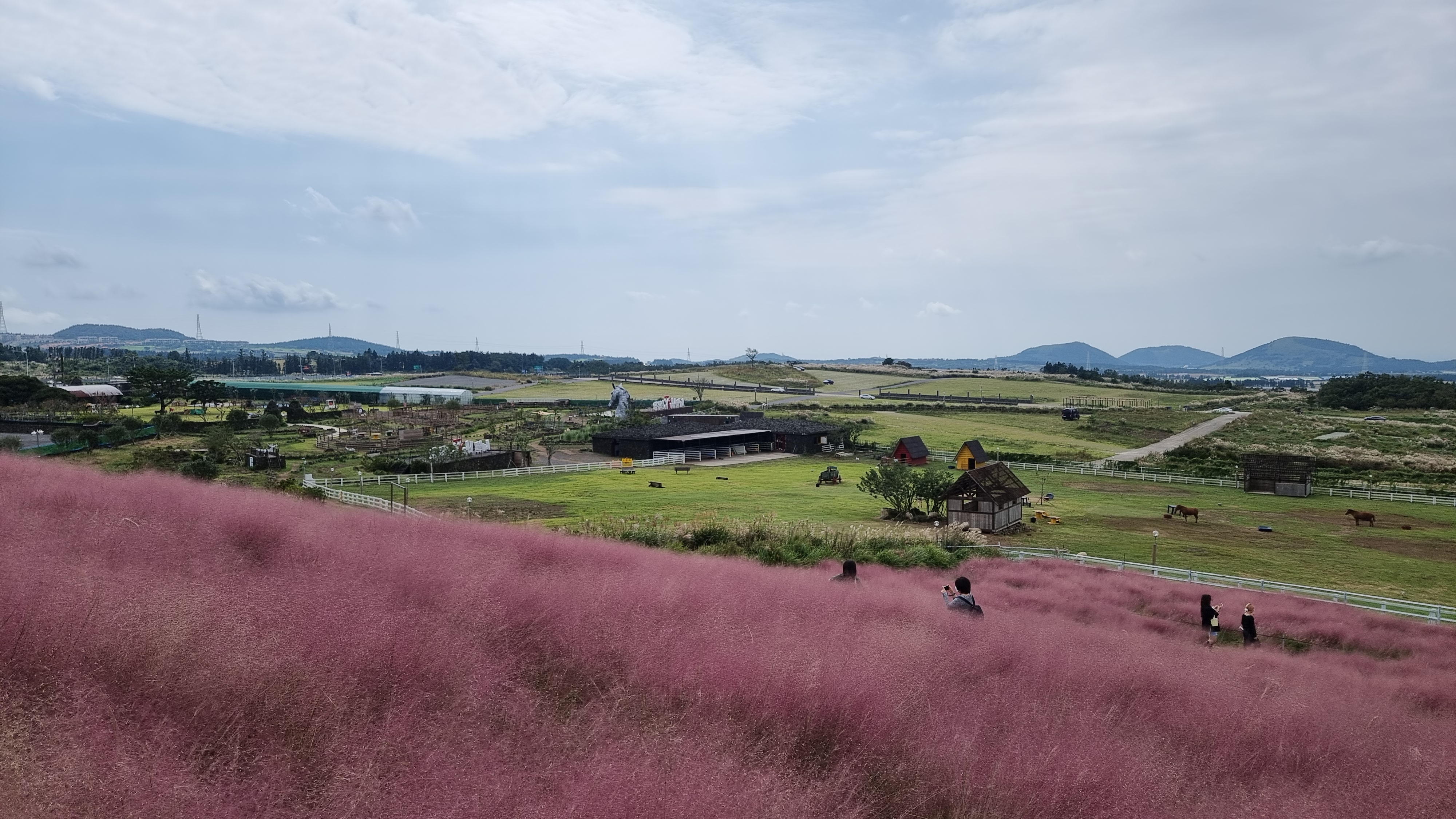 10월 제주 가볼만한곳 핑크뮬리 명소 BEST 08 사진 맛집