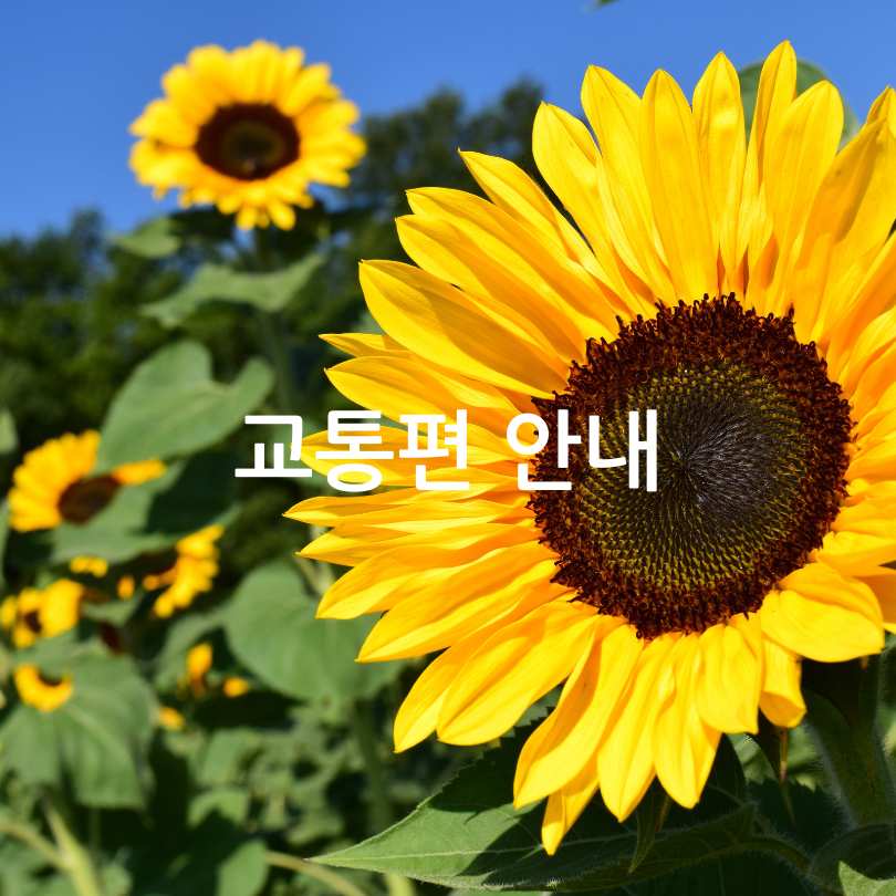 함안 강주해바라기축제 2025