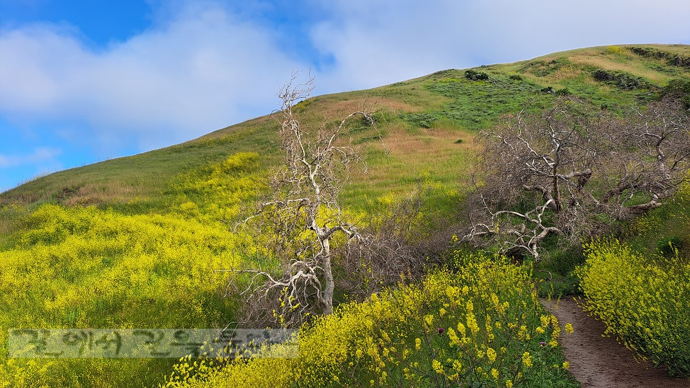 Agua Caliente Trail