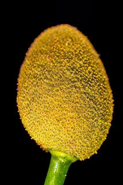 카눈 잭 프루트