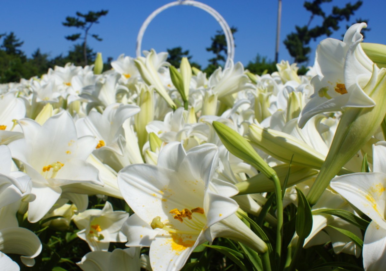 축하를 전할 때 어울리는 꽃 선물