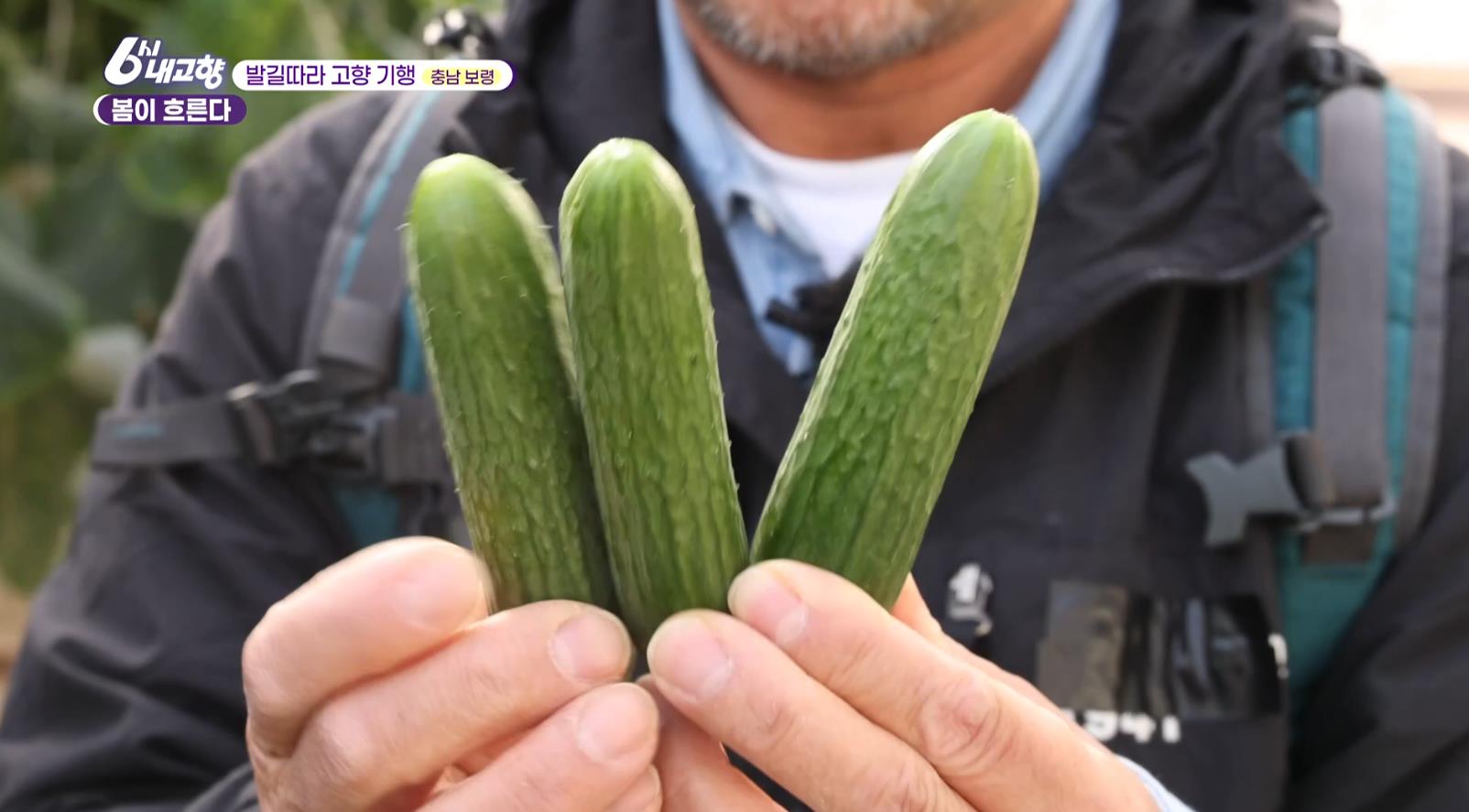 6시내고향 미니오이 3개