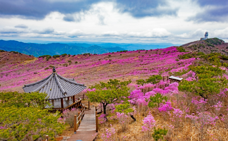 비슬산 참꽃축제