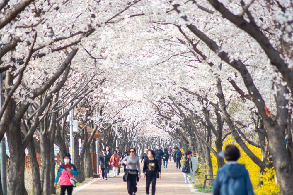 2023년 3월 29일 최근 금천구 안양천 벚꽃길 근황