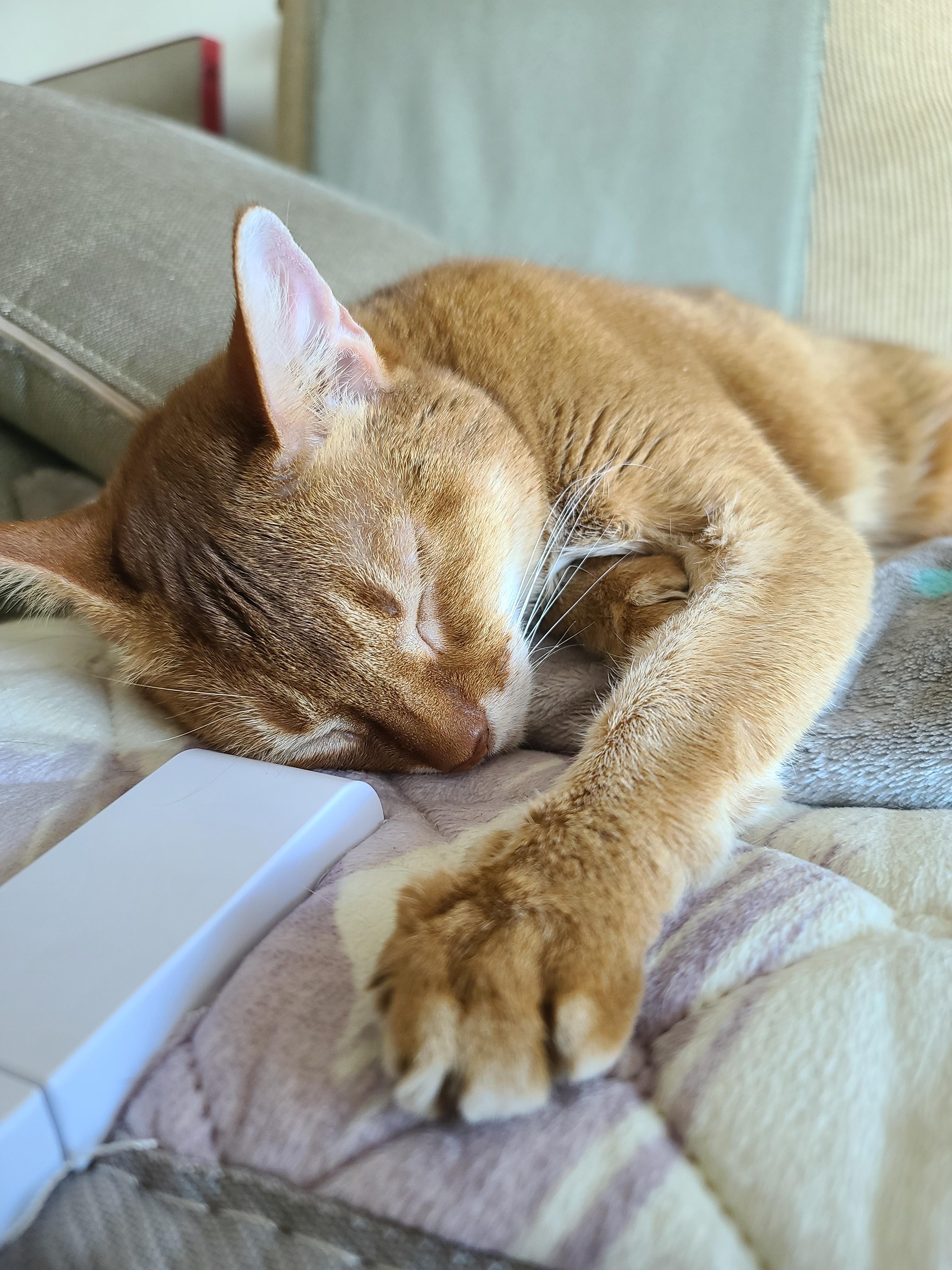 으르렁거리며 집지키는 고양이 루나 (feat.따라쟁이 건)