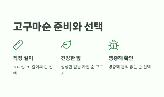 고구마 심는 시기 알아보기 6