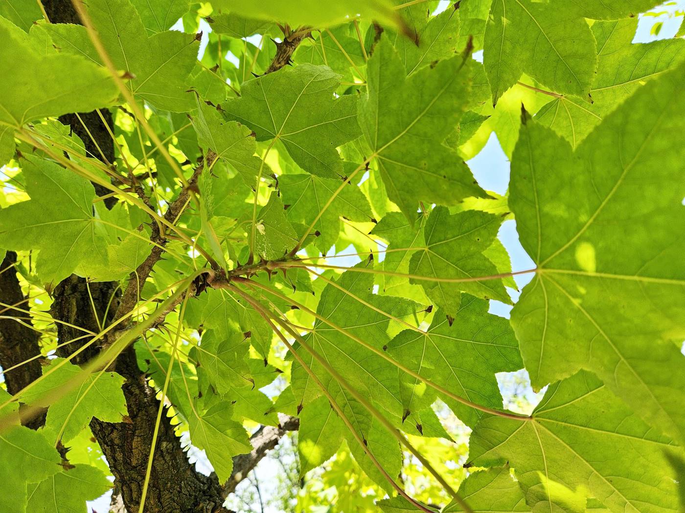 음나무(엉개나무)