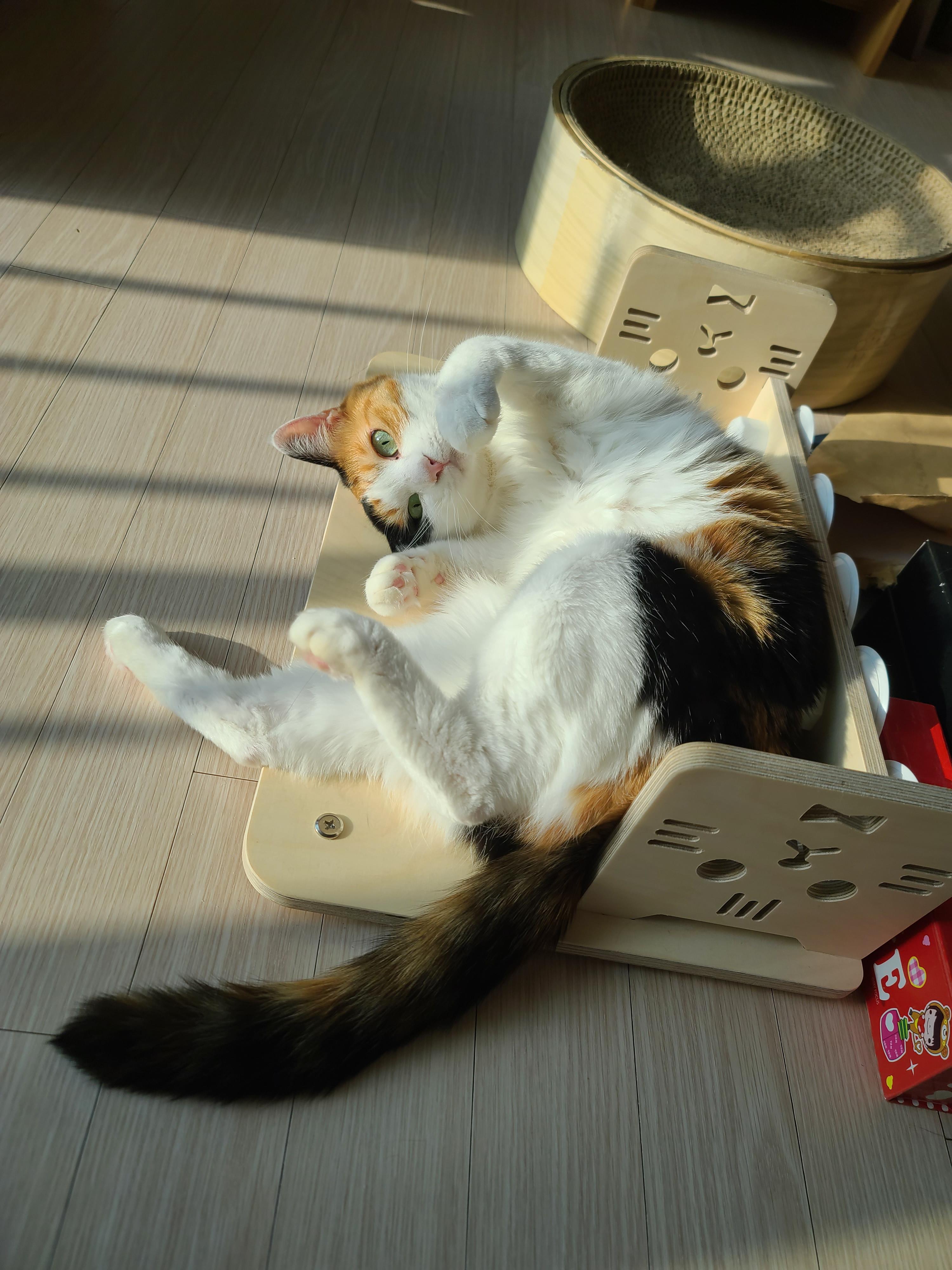 아홉냥이네 고양이들이 단체로 구토했던 이유