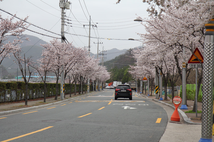 불로천 벚꽃
