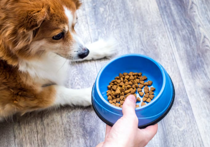 사료를 받은 개.