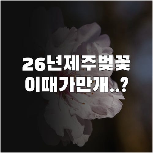 2026년 제주도 봄꽃 여행 일정 및..