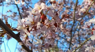벚꽃 축제 극성수기 바가지 요금 완벽 방어! 야놀자&middot;여기어때 숙박 어플 예약 꿀팁
