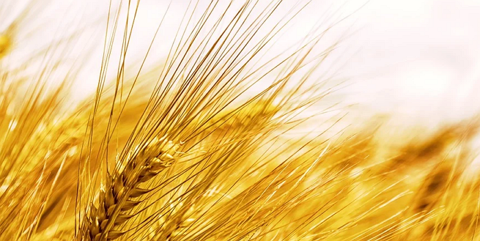 잡곡 종류 효능