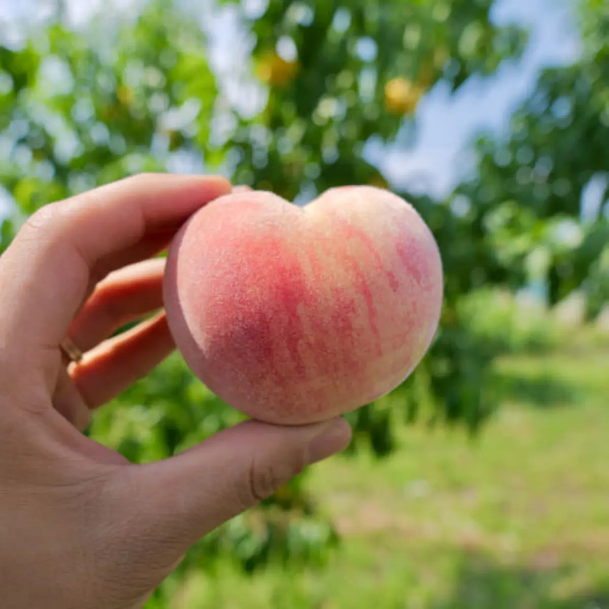 생방송투데이 영천 복숭아