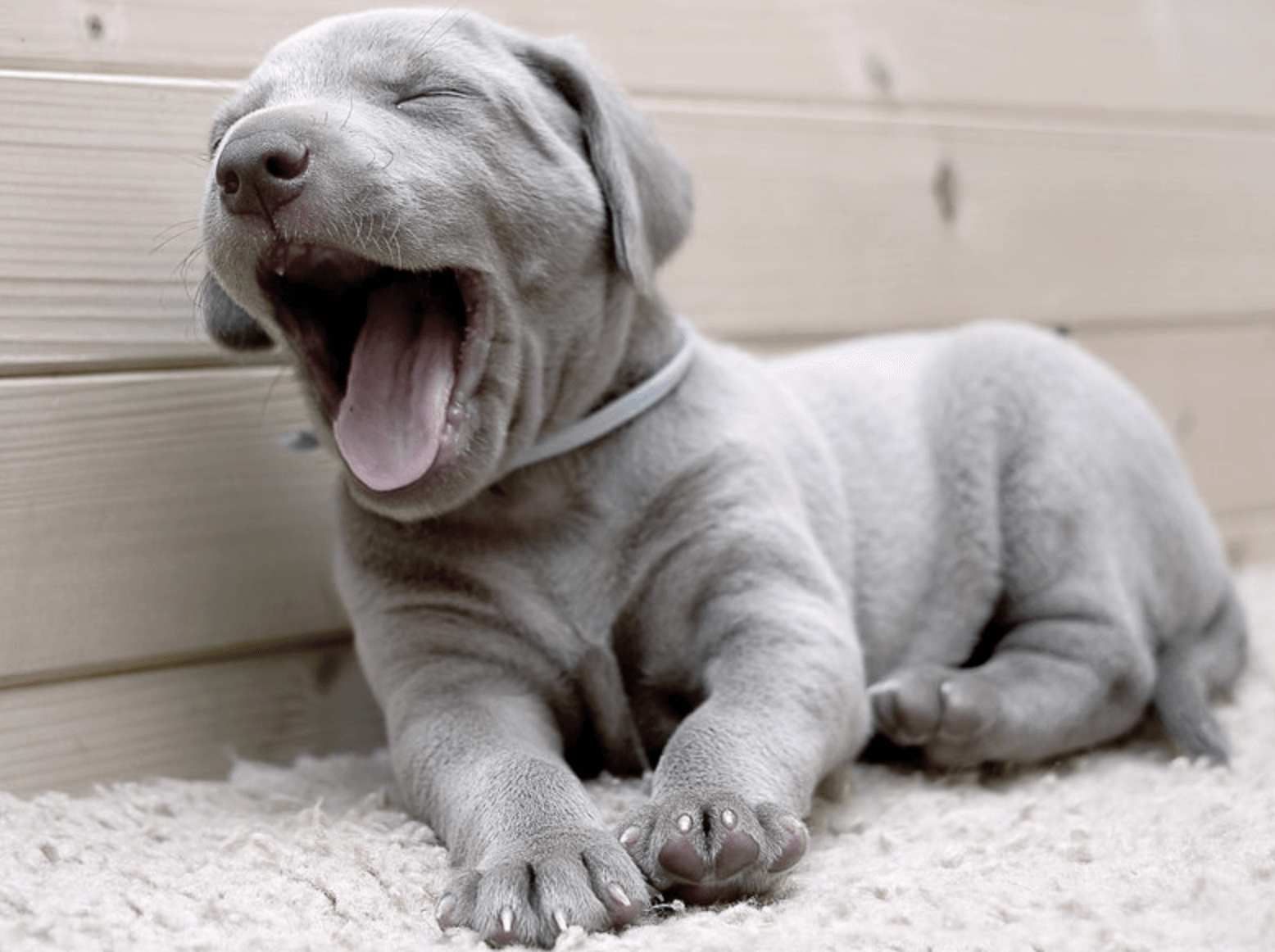 강아지-키우는-비용