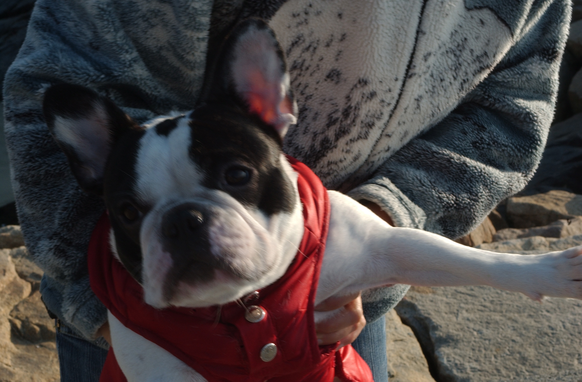 강아지 유모차 관련 사진