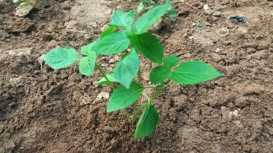 들깨재배법-재배밭-토양요건-밑거름시비량-모종심기-모종-심는방법-정식방법