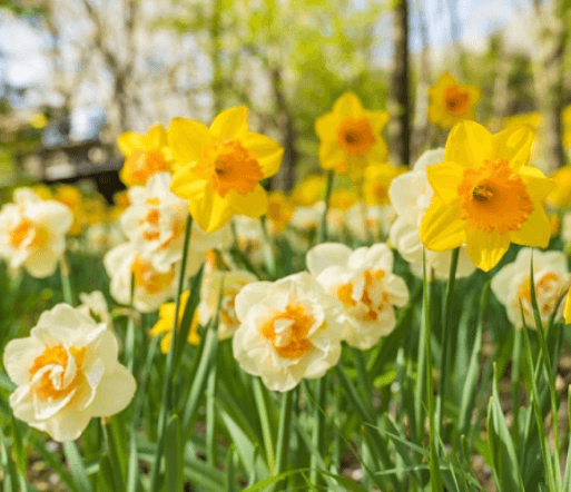 화담숲 예약안내 모노레인 예매 벚꽃 수선화 축제 안내