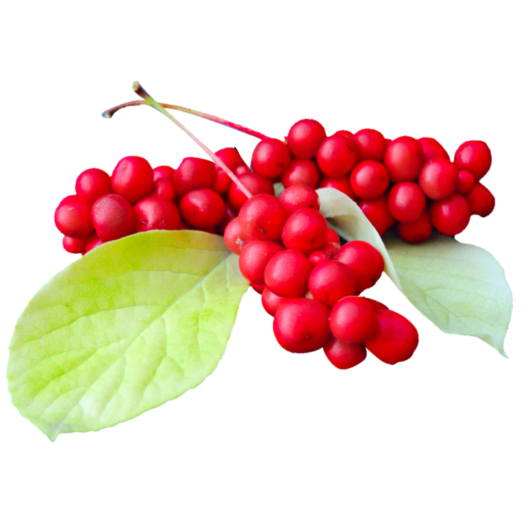 오미자와 관련된 사진입니다.