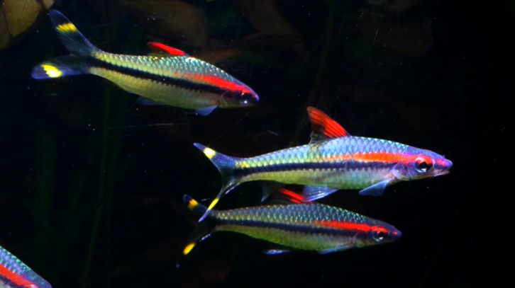 로즈라인 바브를 키우기 전에 알아야 할 것 들