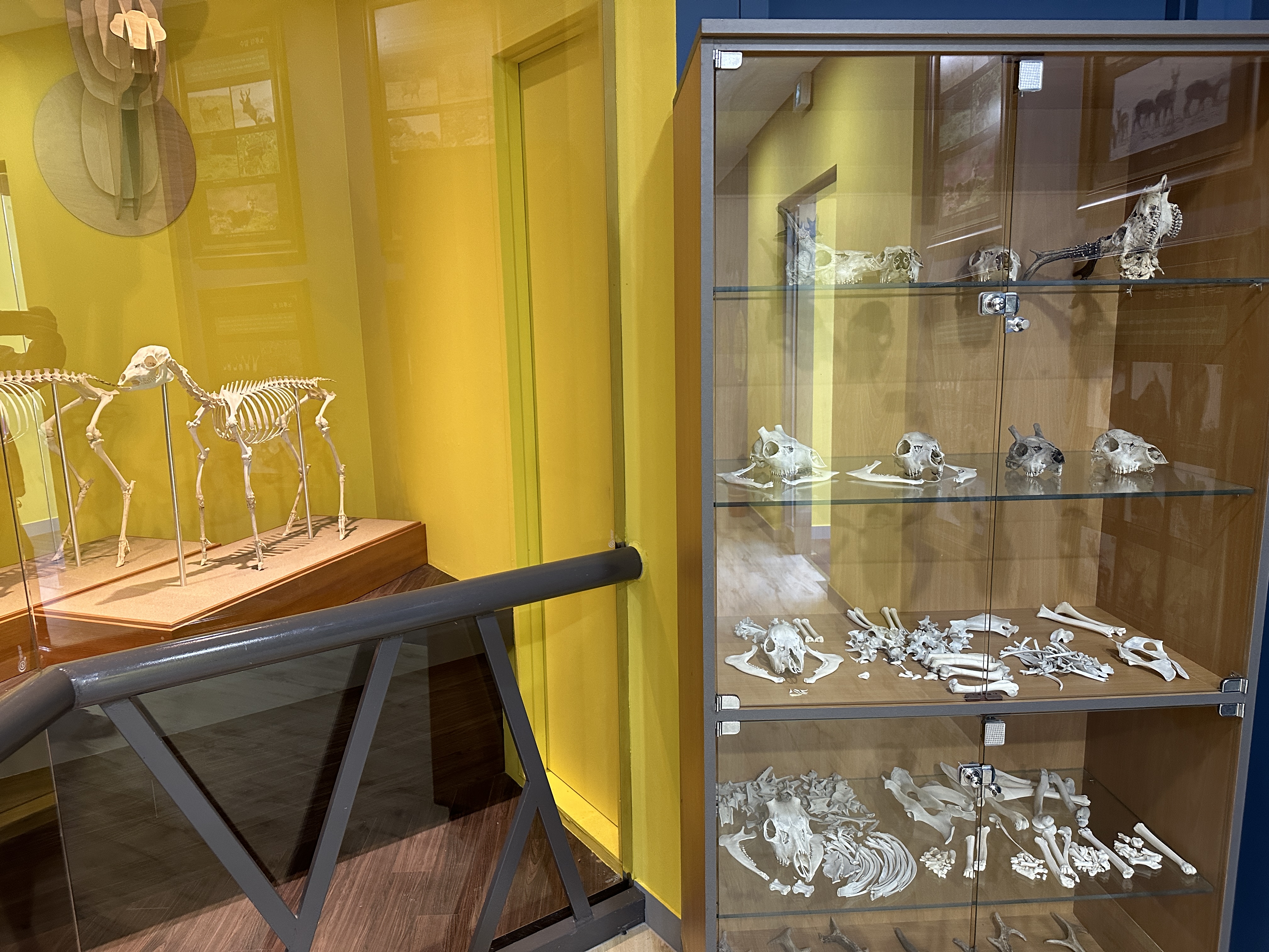 노루생태관찰원 전시장