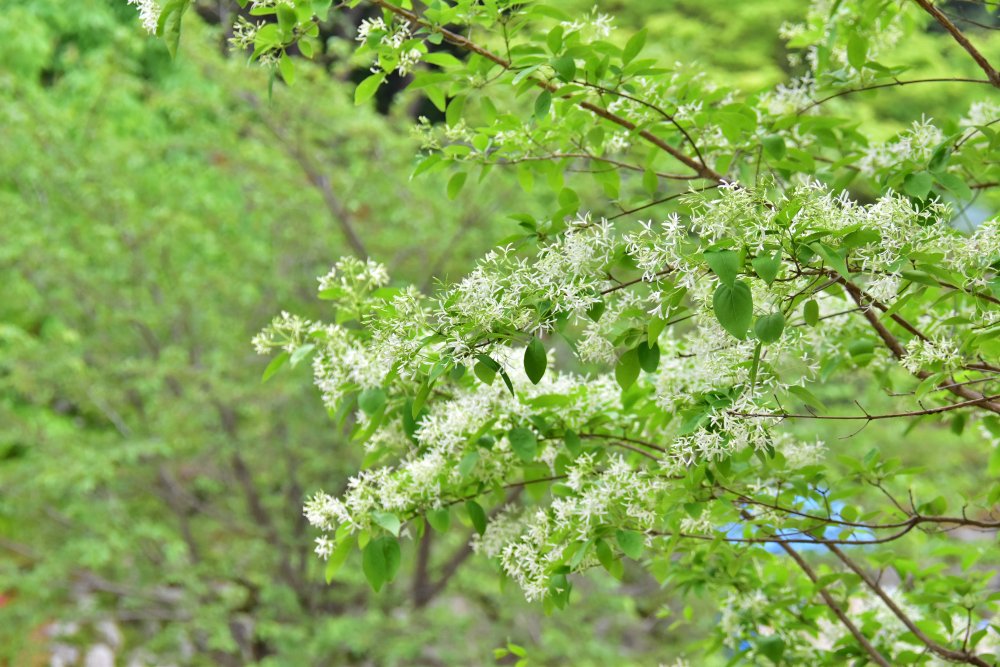 연산동 고분군 이팝나무