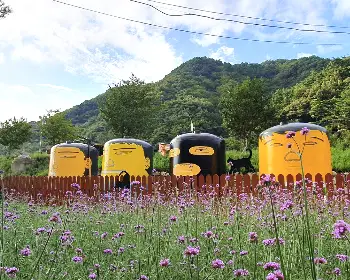 인제 가을꽃축제_12