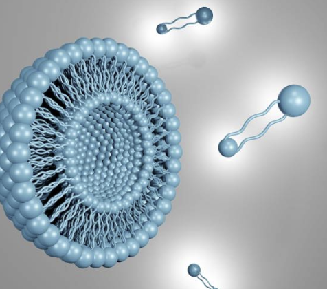 Lipidomics 기반 대사체 프로파일링 – 항암제 내성 관련 인지질 대사 변화 추적