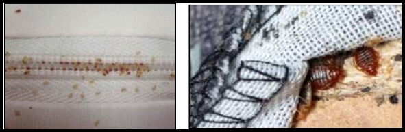  매트리스 이음새와 시접부위에서 잘 발견되는 빈대