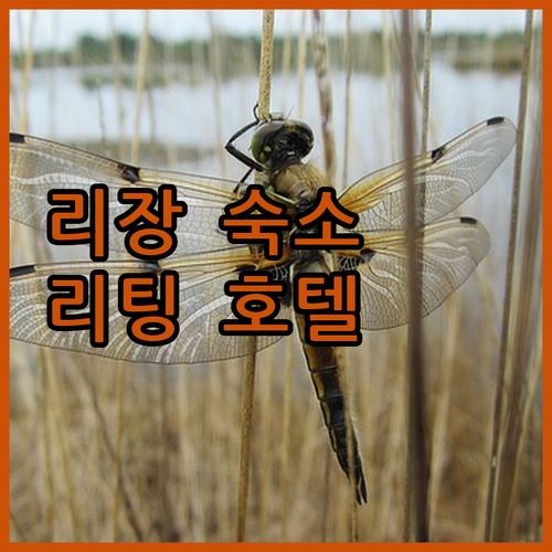 리장 여행 숙소 추천 리팅 호텔 리장