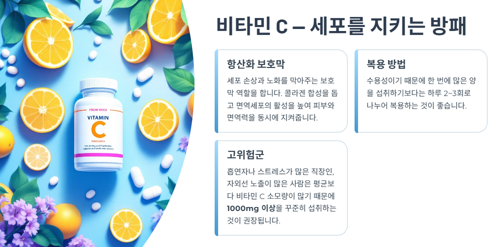 비타민 C — 세포를 지키는 방패