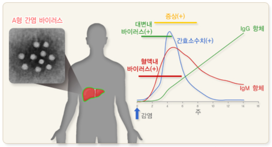 A형간염의 임상경과와 혈청학적 변화