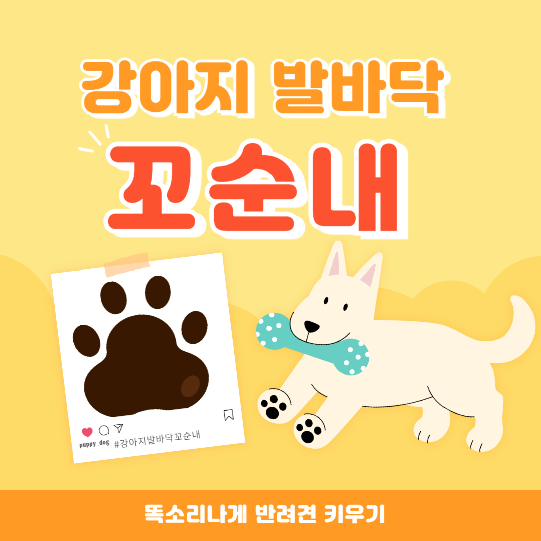 강아지 발바닥 꼬순내 나는 이유와 관리 방법