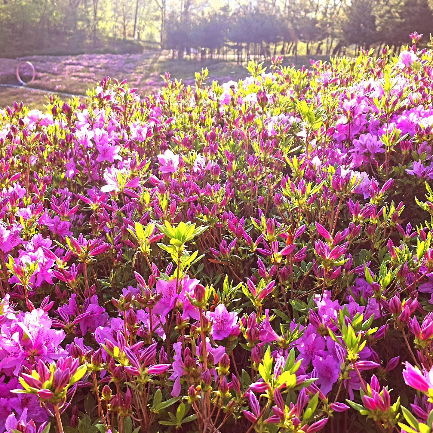 2024 불암산 철쭉제 기본일정과 프로그램 소개