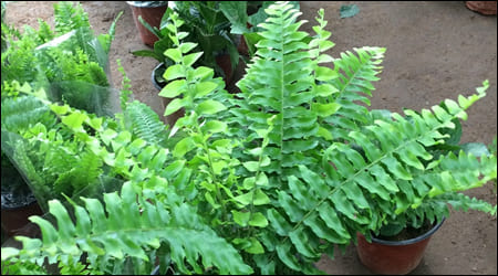 보스턴 고사리 묘목 화분들