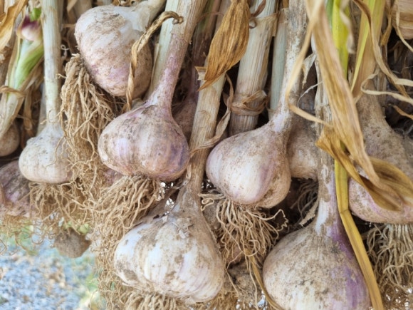 2025 단양 마늘축제 &amp; 단양마늘 활용