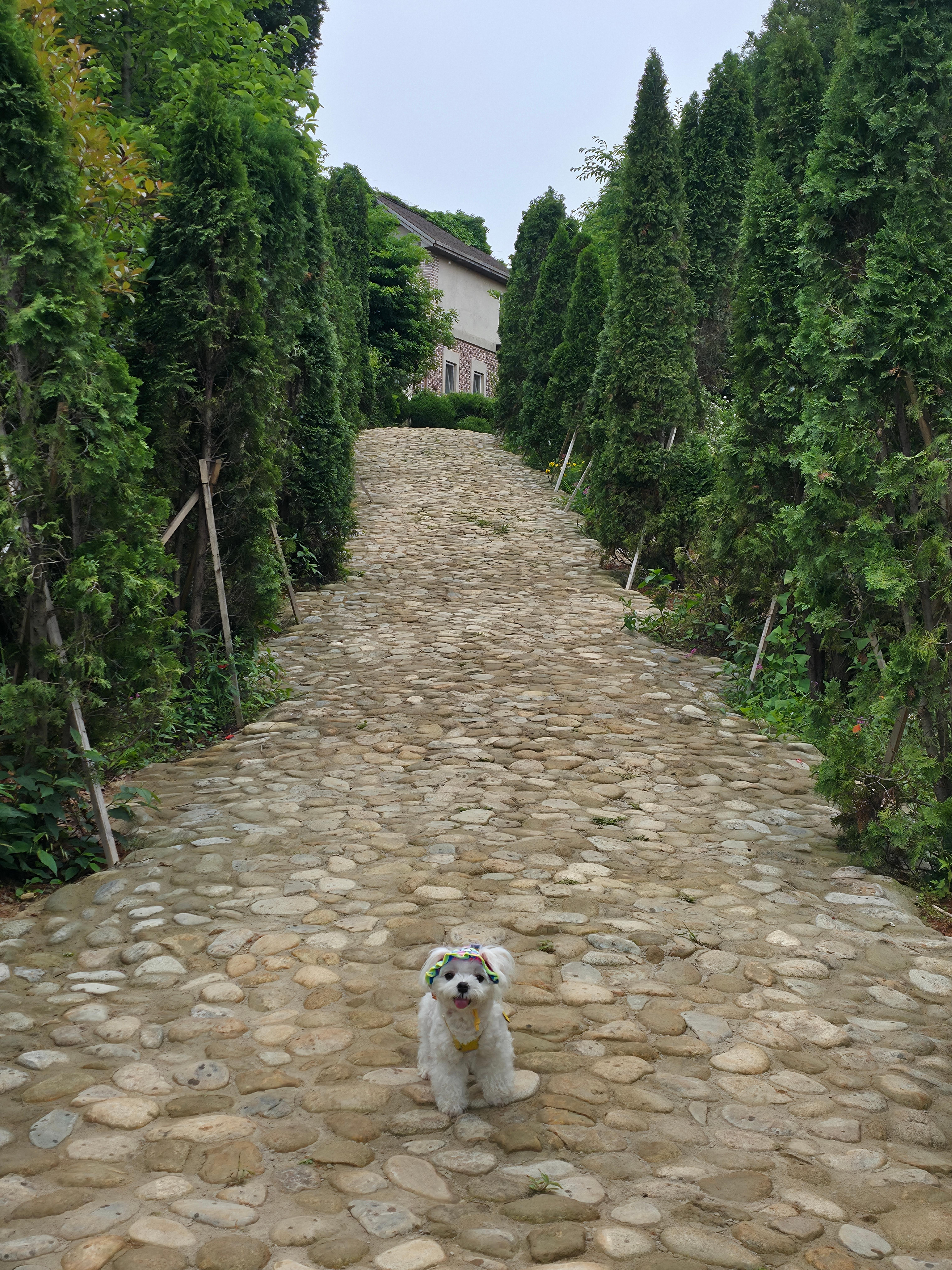 팜카밀레 허브농원에서 라떼와 찍은 사진