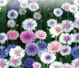 가을에 피는 꽃 수레국화