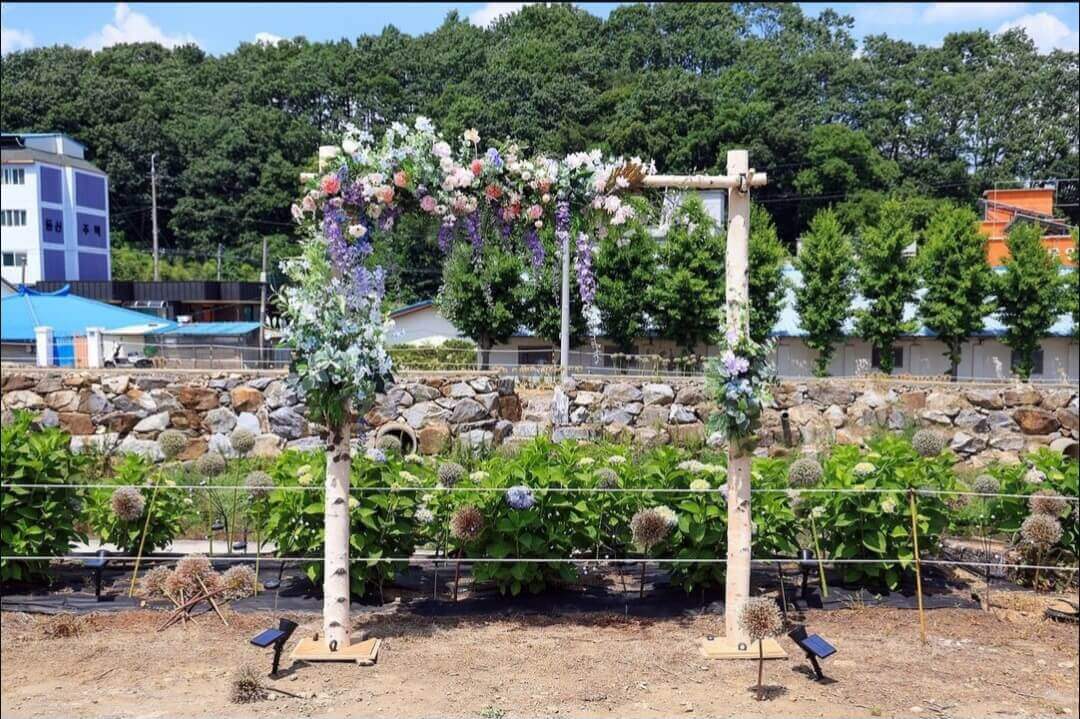 유구색동수국정원꽃축제