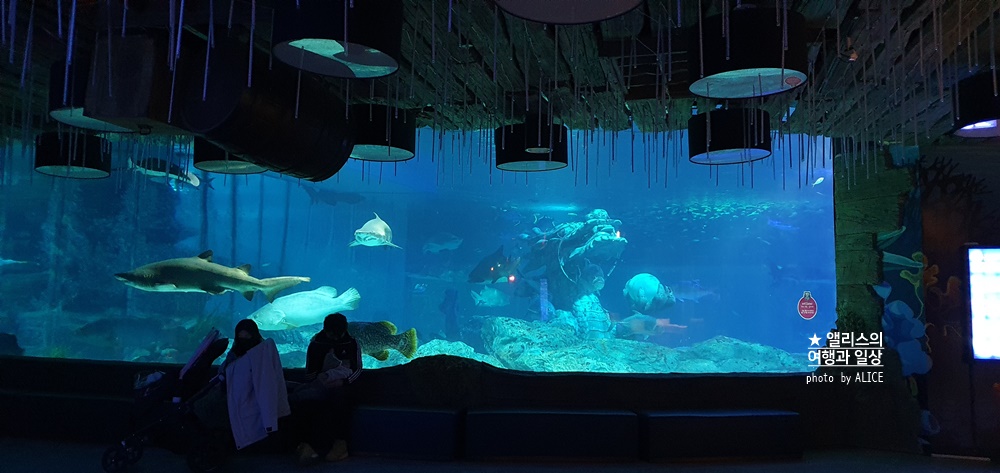 부산 아쿠아리움 입장권 최저가 할인방법, 연간할인, 실내 프로그램