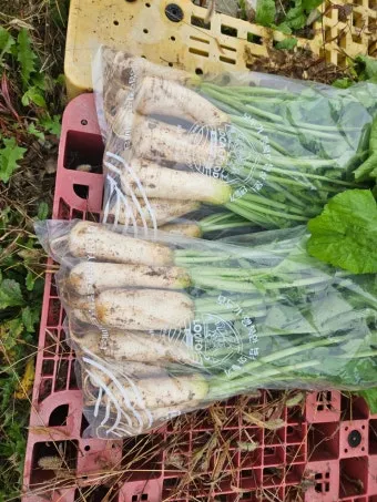 알타리무 파종시기 핵심 포인트_23