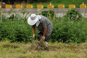 공공근로사업 일자리