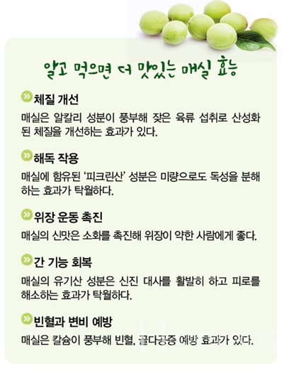 매실 효능