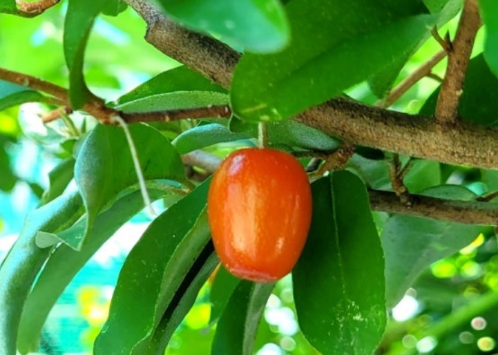 보리수-열매-효능-부작용-하루-섭취량-관련-사진